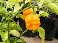 Capsicum chinense